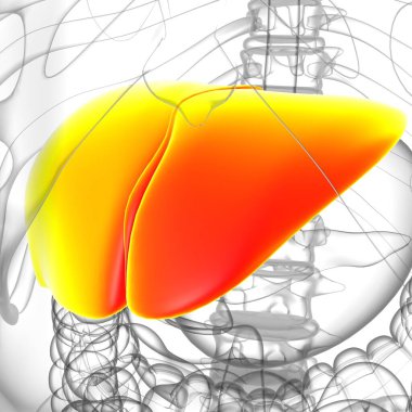 Karaciğer 3D Görüntü İnsan Sindirim Sistemi Anatomisi Tıbbi Konsept İçin