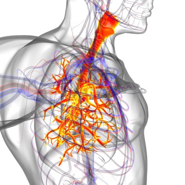 Tıbbi Konsept 3 boyutlu Resim İçin Akciğerler İnsan Solunum Sistemi Anatomisi