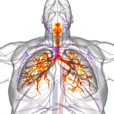 Tıbbi Konsept 3 boyutlu Resim İçin Akciğerler İnsan Solunum Sistemi Anatomisi