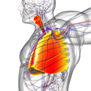Tıbbi Konsept 3 boyutlu Resim İçin Akciğerler İnsan Solunum Sistemi Anatomisi