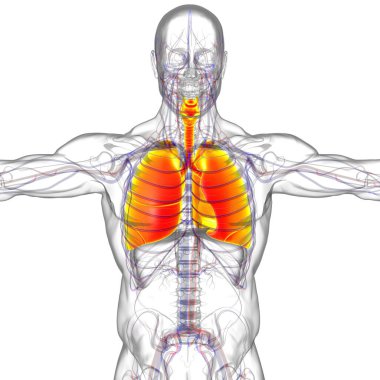 Tıbbi Konsept 3 boyutlu Resim İçin Akciğerler İnsan Solunum Sistemi Anatomisi