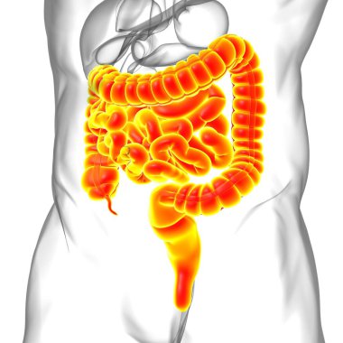 Tıbbi Konsept İçin Küçük ve Büyük bağırsak 3B Görüntü İnsan Sindirim Sistemi Anatomisi