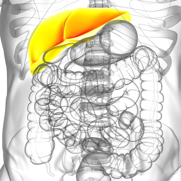 Lever3D Illustratie Menselijke Spijsverteringsstelsel Anatomie Voor Medisch Concept — Stockfoto