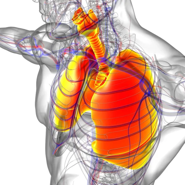 Lungor Människans Andningssystem Anatomi För Medicinska Begreppet Illustration — Stockfoto