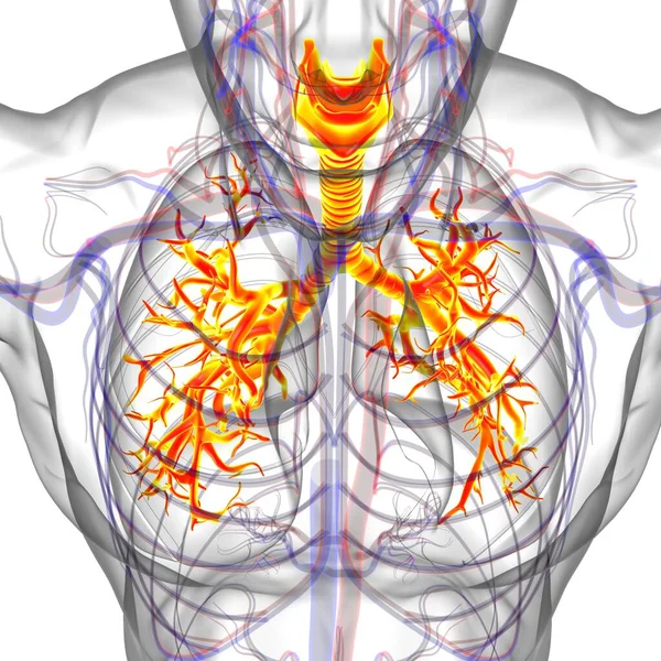 Легенева Людська Дихальна Система Анатомія Медичної Концепції — стокове фото