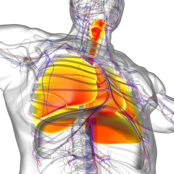 Anatomia Humana Sistema Respiratório Dos Pulmões Para Ilustração Médica Conceito — Fotografia de Stock