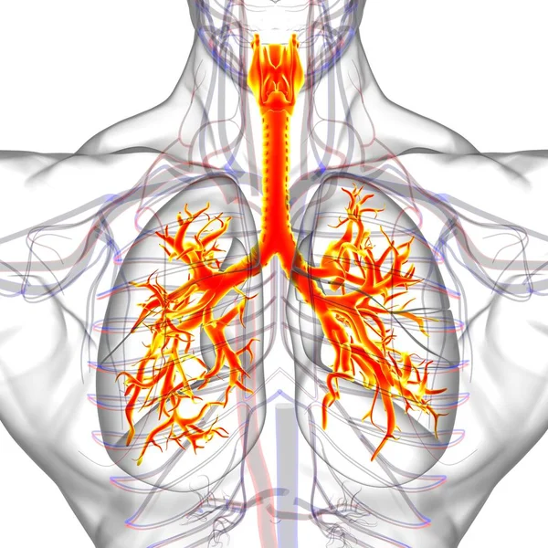 医学概念三维图解隆氏人类呼吸系统解剖 — 图库照片