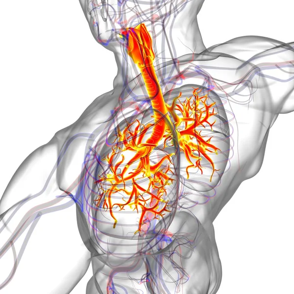 Longen Human Respiratory System Anatomie Voor Medisch Concept Illustratie — Stockfoto