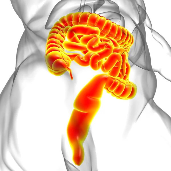 Kleine Grote Darm Illustratie Menselijke Spijsvertering Anatomie Voor Medisch Concept — Stockfoto