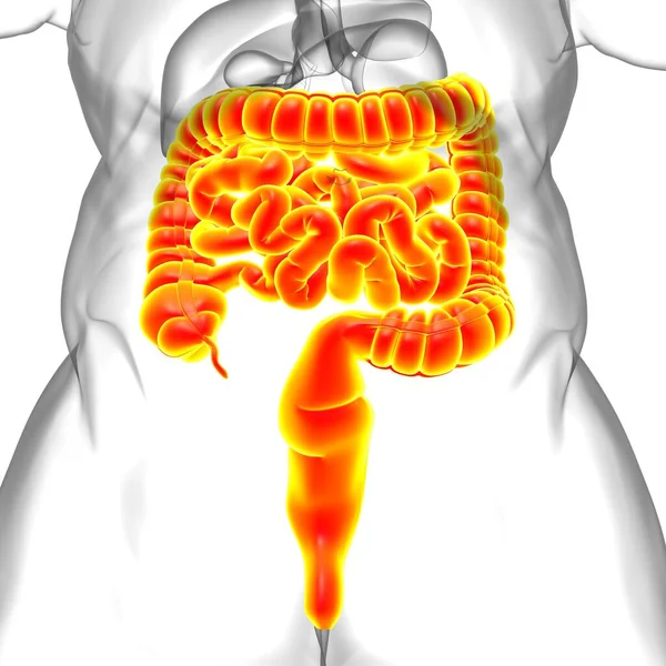 Anatomía Del Sistema Digestivo Humano Ilustración Del Intestino Delgado Grueso — Foto de Stock