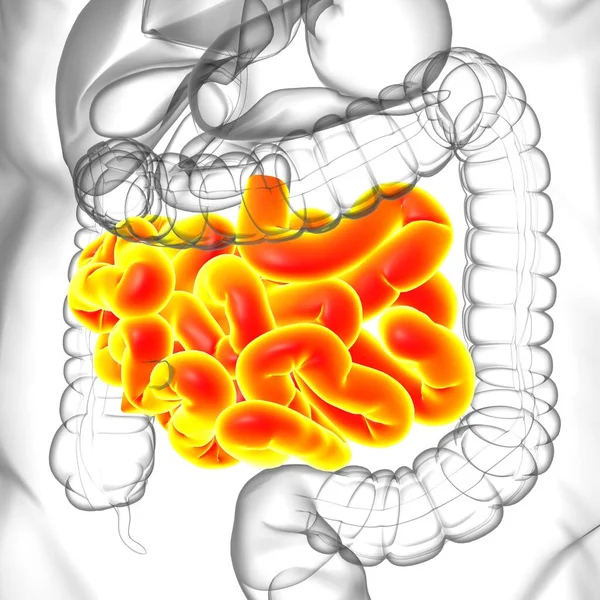 Jelito Cienkie Ilustracja Anatomia Układu Pokarmowego Człowieka Dla Koncepcji Medycznej — Zdjęcie stockowe