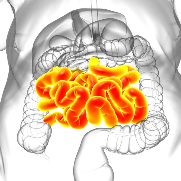 小さな腸3Dイラスト 人間の消化器系解剖学 — ストック写真