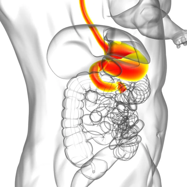 胃解剖学 医学的概念のためのヒト消化器系3Dイラスト — ストック写真