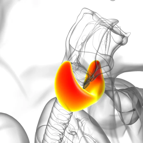 Thyroid Gland Anatomy For Medical Concept 3D Illustration