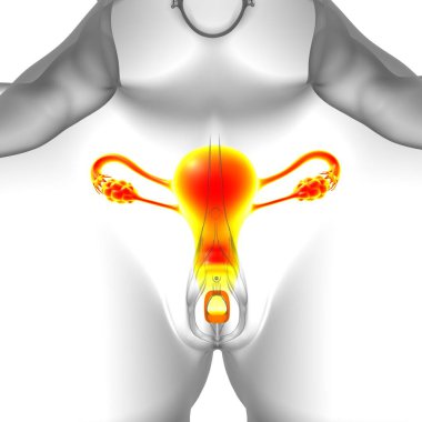 Tıbbi Konsept 3B İllüstrasyon için Kadın Üreme Sistemi Anatomisi