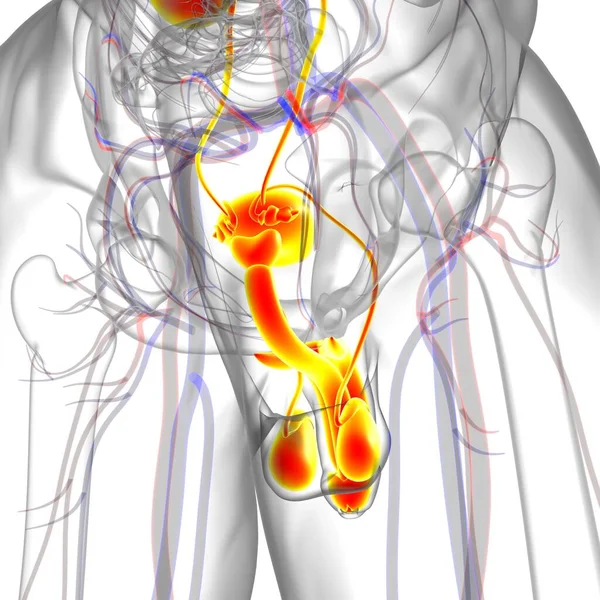 Male Reproductive System Anatomy For Medical Concept 3D Illustration