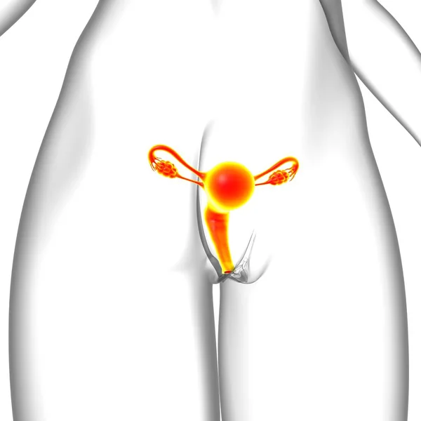医学的概念のための女性生殖システム解剖学3Dイラスト — ストック写真