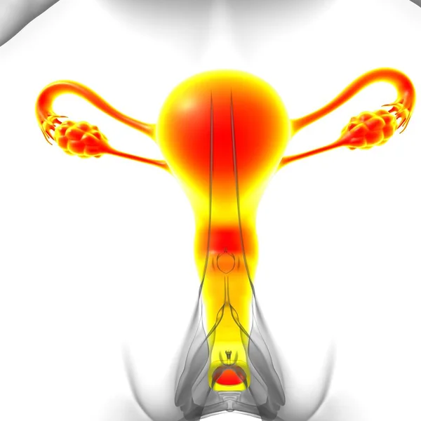 Anatomia Sistema Reprodutivo Feminino Para Ilustração Médica Conceito — Fotografia de Stock