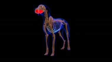 Buccinator muscle Dog muscle Anatomy For Medical Concept looped 3D Animation