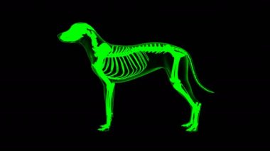 Cervical Auricularis Superficialis Muscle Dog muscle Anatomy For Medical Concept looped 3D Animation Green matte