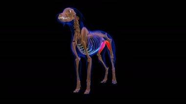 Adductor muscle Dog muscle Anatomy For Medical Concept looped 3D Animation