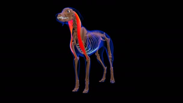 Brachiocephalicus Muscle Dog Muscle Anatomy Medical Concept Looped Animation — 图库视频影像