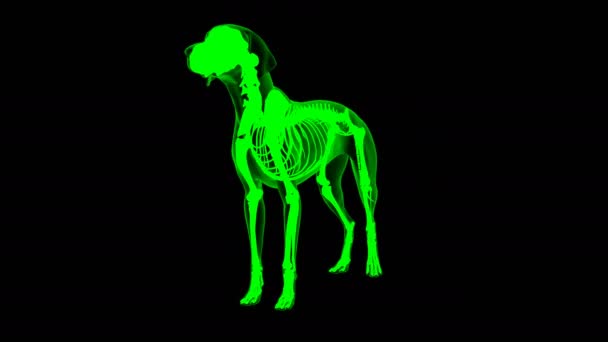 Букерів Собачий Анатомія Медичної Концепції Петля Анімація Зелений Матовий — стокове відео