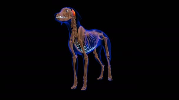 Cervical Auricularis Superficialis Muscle Dog Muscle Anatomy Medical Concept Looped — Αρχείο Βίντεο