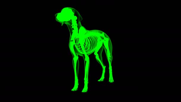 Адитивний Собачий Анатомія Медичної Концепції Петля Анімація Зелений Матовий — стокове відео