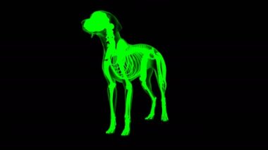 Biceps Femoris muscle Dog muscle Anatomy For Medical Concept looped 3D Animation Green matte