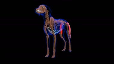 Biceps Femoris muscle Dog muscle Anatomy For Medical Concept looped 3D Animation