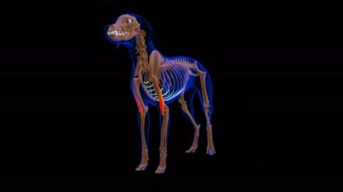 Brachialis muscle Dog muscle Anatomy For Medical Concept looped 3D Animation