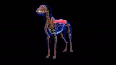 Erector Spinae muscle Dog muscle Anatomy For Medical Concept looped 3D Animation