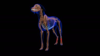 Extensor Digitorum Brevis muscle Dog muscle Anatomy For Medical Concept looped 3D animation