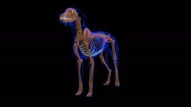 Coccygeus muscle Dog muscle Anatomy For Medical Concept looped 3D Animation