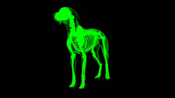 Deltoideus Muscle Dog Muscle Anatomy Medical Concept Looped Animation Green — Vídeo de stock