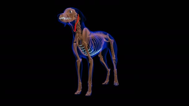 Depressor Auris Muscle Dog Muscle Anatomy Medical Concept Looped Animation — 图库视频影像