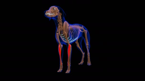 Extensor Carpi Radialis Muscle Dog Muscle Anatomy Medical Concept Looped — 비디오