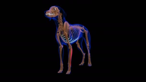Расширитель Carpi Ulnaris Мышцы Собаки Анатомия Медицинской Концепции Петли Анимации — стоковое видео