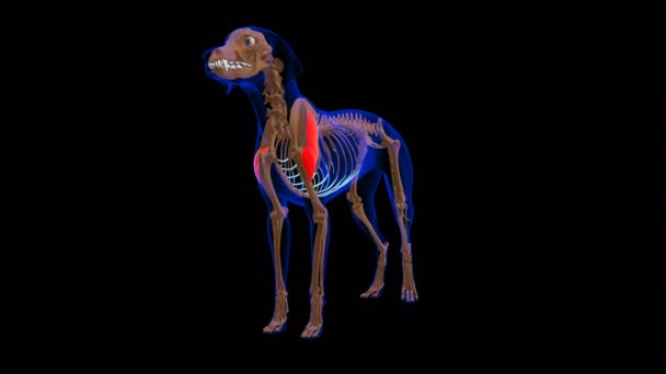 Deltoideus Muscle Dog Muscle Anatomy Medical Concept Looped Animation — Vídeos de Stock