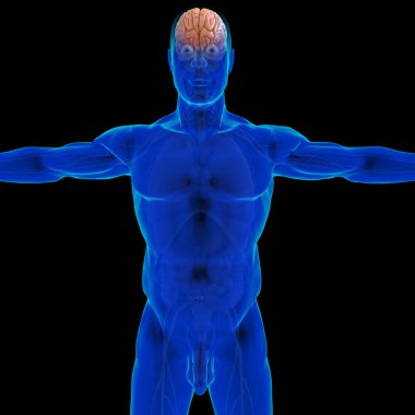 Tıbbi Konsept için İnsan Beyni Anatomisi 3 boyutlu İllüstrasyon