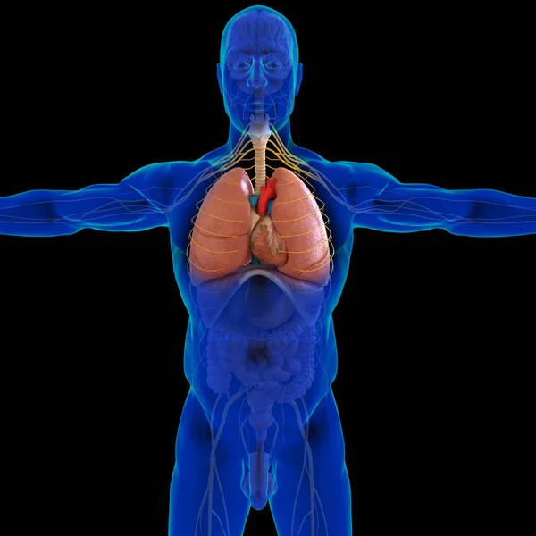 Anatomía Del Sistema Respiratorio Humano Los Pulmones Para Ilustración Del —  Fotos de Stock