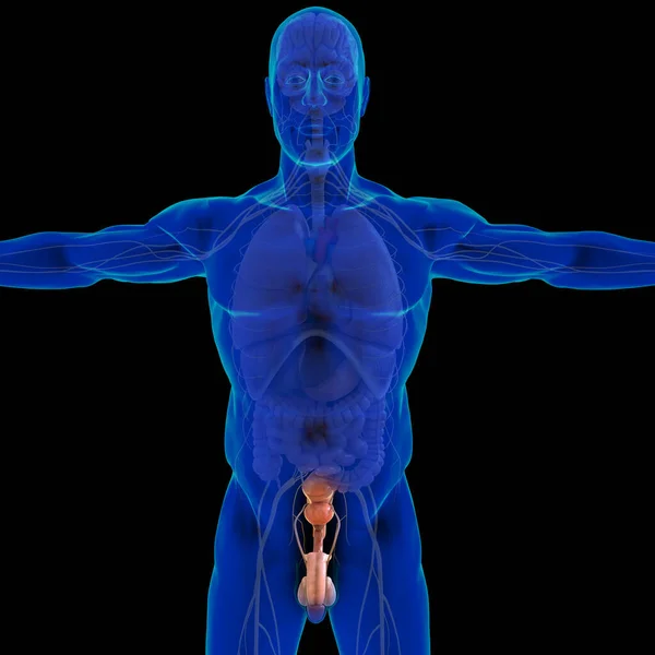 Männliche Fortpflanzungssystem Anatomie Für Medizinisches Konzept Illustration — Stockfoto