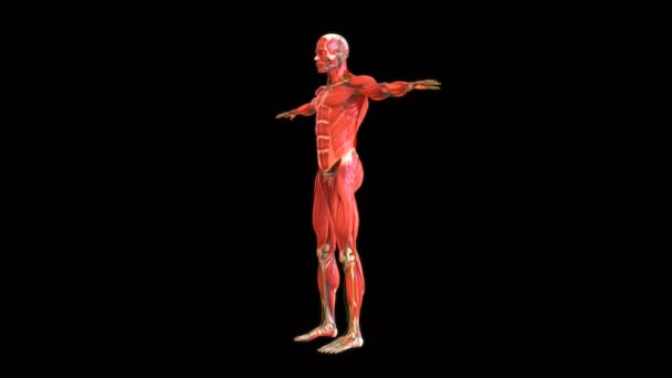 Human Muscle Anatomy Medical Concept Looped Animation Camera Rotation Showing — Vídeo de stock