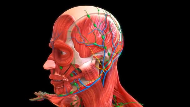 Анатомия Мышц Человека Медицинской Концепции Петля Анимационной Камеры Вращение Показывая — стоковое видео