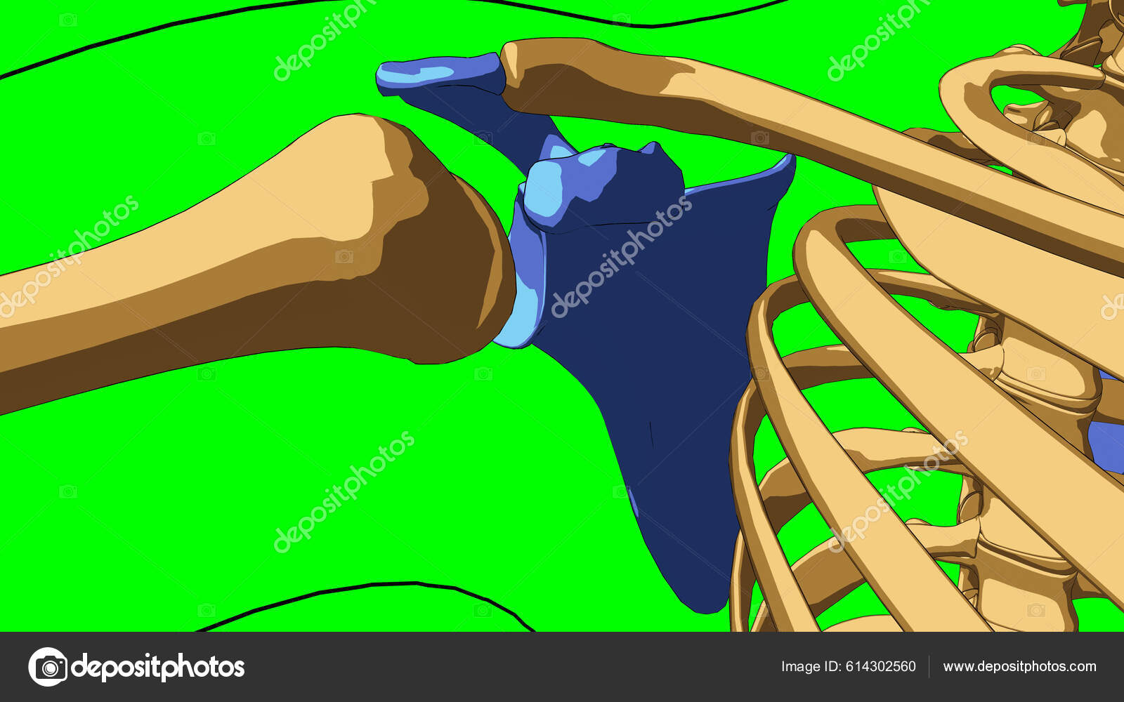 Human Skeleton Anatomy Scapula Bones Medical Concept Illustration Green