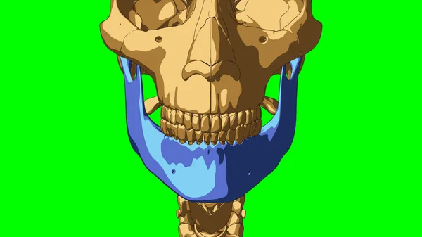 Hueso Mandíbula Anatomía Del Esqueleto Humano Para Concepto Médico Ilustración —  Fotos de Stock
