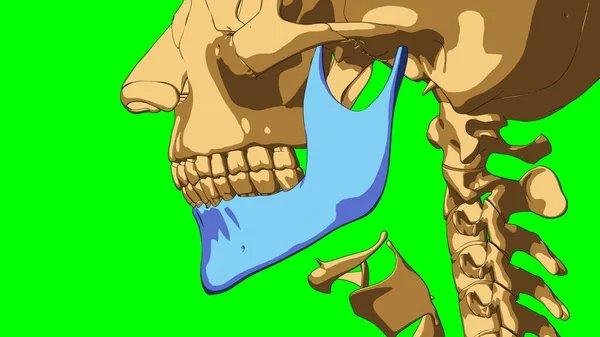 Человеческий Скелет Анатомия Нижней Челюсти Медицинской Концепции Иллюстрации Зеленым Матовым — стоковое фото