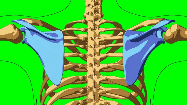 Human Skeleton Anatomy Scapula Bones Medical Concept Illustration Green Matte — Stock Photo, Image