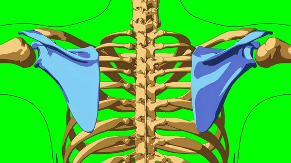 Scheletul Uman Anatomie Scapula Oase Pentru Conceptul Medical Ilustrare Verde — Fotografie, imagine de stoc